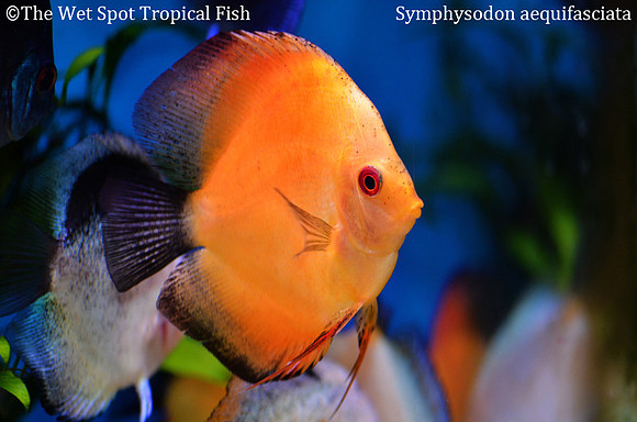 Symphysodon aequifasciata - Marlboro Red Discus
