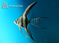 Pterophyllum scalare "Half Black Angelfish"