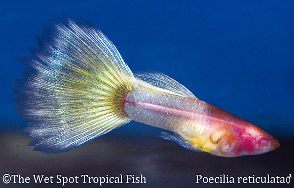 "Albino Naked Guppy" ♀ - Poecilia reticulata