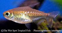 Phenacogrammus interruptus - Congo Tetra