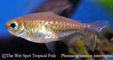 Phenacogrammus interruptus - Congo Tetra
