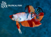 Betta splendens"Emerald Candy Plakat Betta"