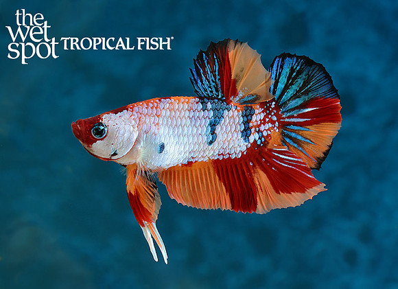 Betta splendens"Emerald Candy Plakat Betta"