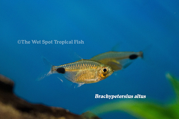 Brachypetersius altus - Altus Tetra