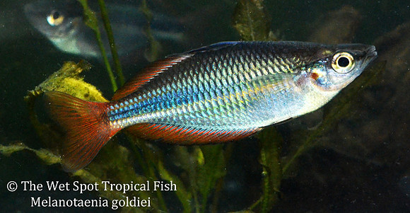 Goldie Rainbowfish - Melanotaenia goldiei