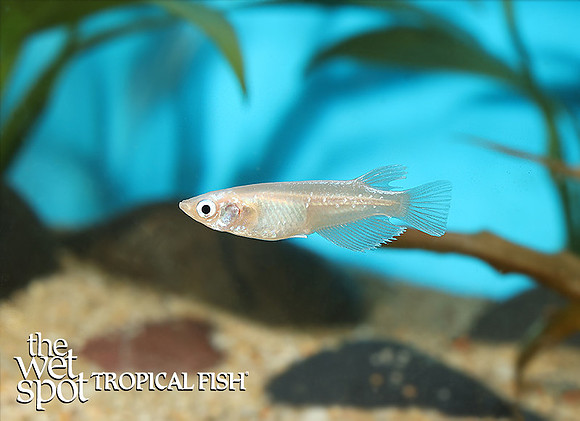 Oryzias latipes "Platinum Miyuki Medaka Ricefish"