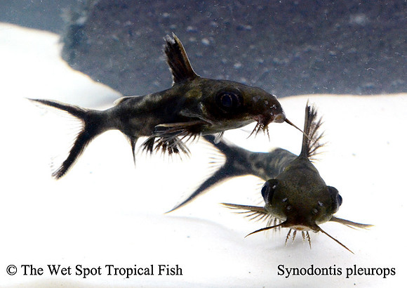 Synodontis pleurops - Bug Eye Squeaker Cat