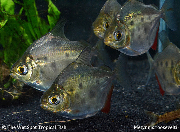 Metynnis roosevelti - Spotted Silver Dollar