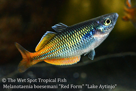 Boeseman's Rainbowfish (Red Form) - Melanotaenia boesemani "Red Form" "Lake Aytinjo"