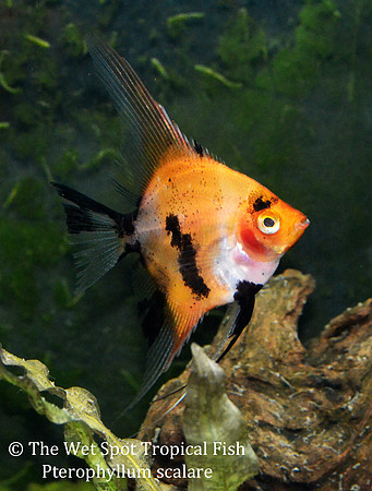 Pterophyllum scalare - Red Koi Angel