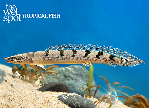 Polypterus delhezi  Armored Bichir