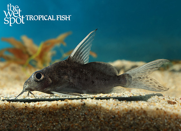 Synodontis resupinatus "Big Eye Upside-Down Cat"