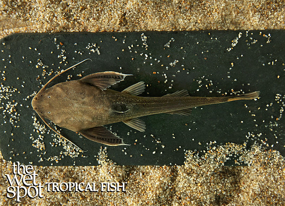 Xyliphius lepturus "Shark banjo cat" (Female)