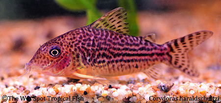 Corydoras haraldschultzi - Mosaic Cory