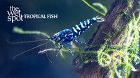 Caridina cantonensis"Black Galaxy Shrimp"