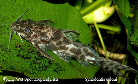 Synodontis soloni - Scissortail Squeaker Cat