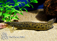 Mastacembelus alboguttatus - "Starlight Eel"