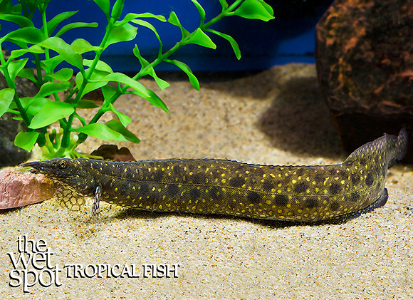 Mastacembelus alboguttatus - "Starlight Eel"