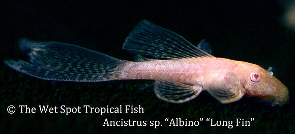 Ancistrus sp. "Long Fin Albino Bushynose Pleco"