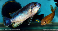 Tropheops romandi PAIR