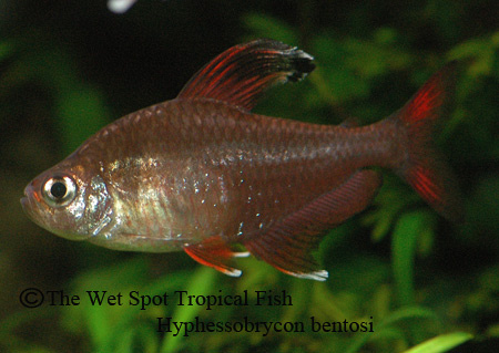 Hyphessobrycon bentosi - Robertsi/Sickle Tetra