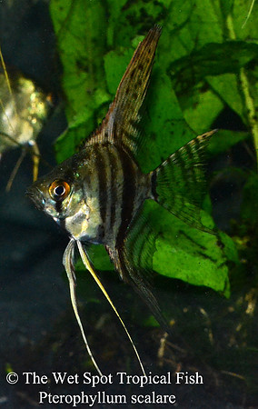 Pterophyllum scalare - Black Lace Angelfish