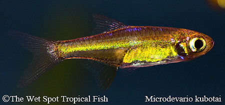 Microdevario kubotai - Green Rasbora