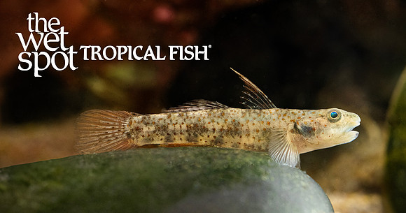 Pseudogobiopsis lumbantobing "Lumbantobing Goby"