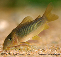 Corydoras
