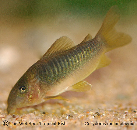 Corydoras melanotaenia - Gold Green Cory