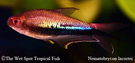Nematobrycon lacortei - Rainbow Emperor Tetra