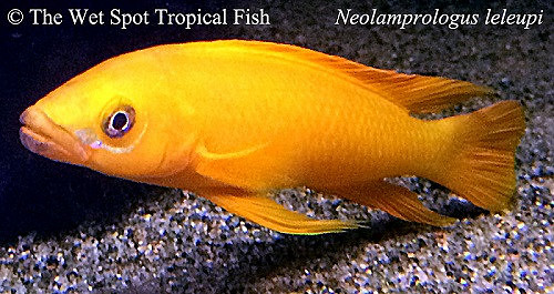 Neolamprologus leleupi