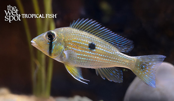 Geophagus taeniopareius "Cheek Stripe Eartheater" "Colombia"