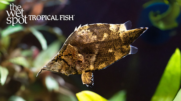 Monocirrhus polyacanthus "South American Leaf Fish"