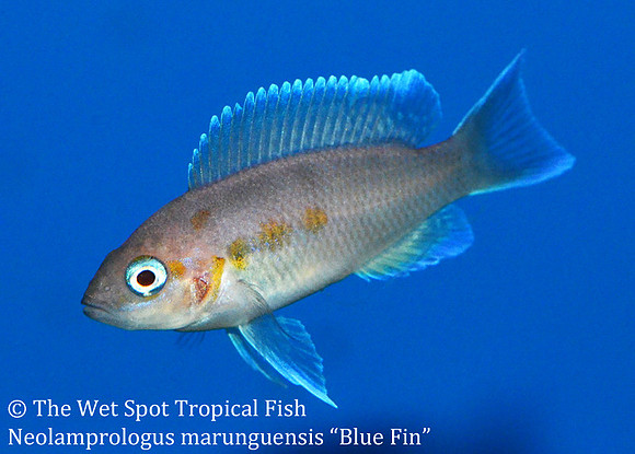 Neolamprologus marunguensis "Blue Fin"