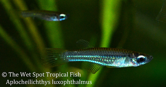 Luxophthalmus Killi - Aplocheilichthys luxophthalmus
