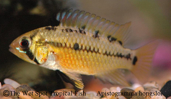 Apistogramma hongsloi Form I ♀