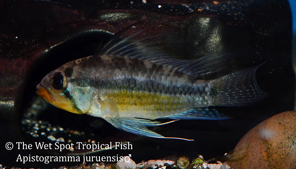 Apistogramma juruensis ♂