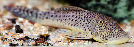 Chaetostoma aff. milesi "Spotted Rubberlip Plecco" L187a L445