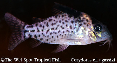 Corydoras cf. agassizi CW021 - False Agassiz's Cory