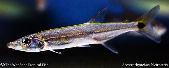 Acestrorhynchus falcirostris - Freshwater Yellow tail Barracuda