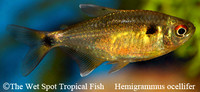 Hemigrammus ocellifer - Head & Tail Light Tetra