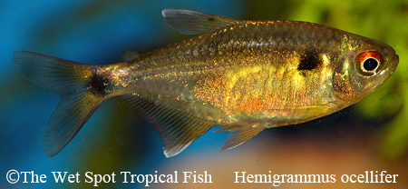 Hemigrammus ocellifer - Head & Tail Light Tetra