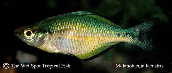 Turquoise Rainbowfish - Melanotaenia lacustris