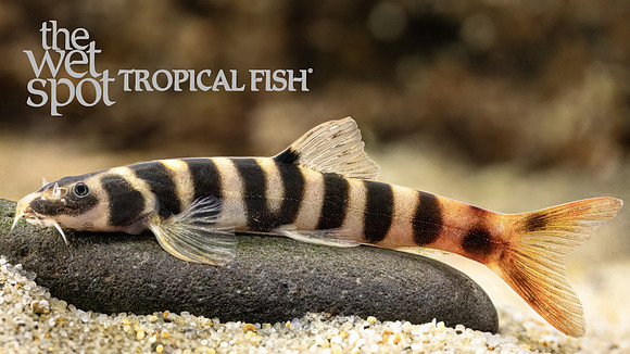 Kapuasia falaris "Barito Loach"