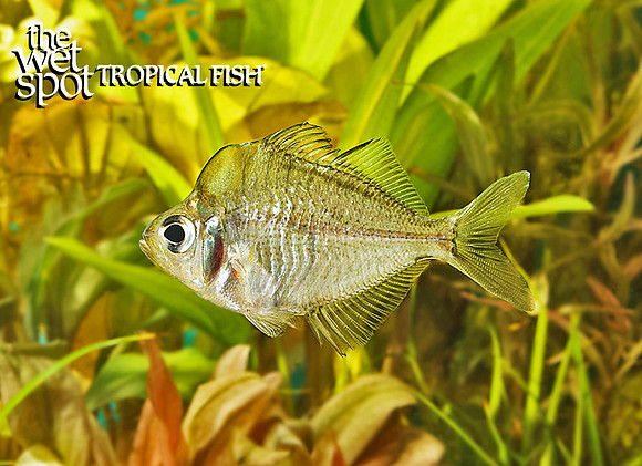 Parambassis pulcinella "Humphead Glass Fish"