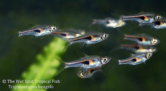 Trigonostigma hengelii - Narrow Wedge Rasbora