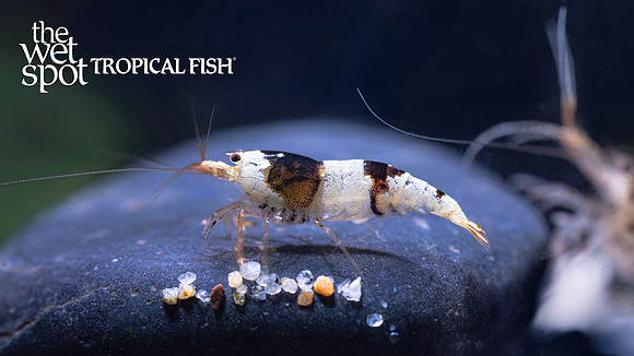 Caridina logemanni "Black Crystal Shrimp"