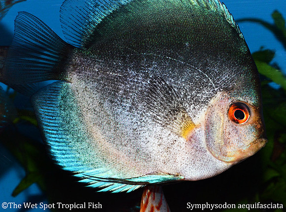 Symphysodon aequifasciata - Dark Angel Discus