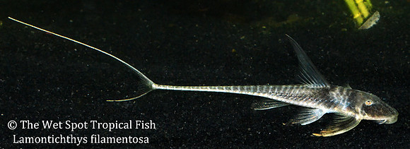 FIlament Whiptail Catfish - Lamontichthys filamentosus